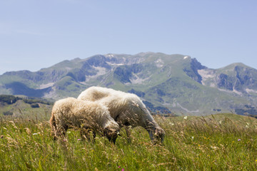 Naklejka premium Sheep Grazing on Green Pasture