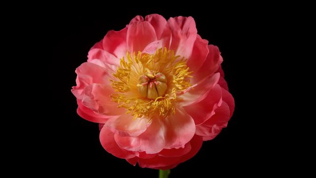 Beautiful time lapse of a peony flower opening up.