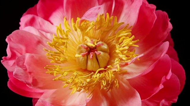Beautiful time lapse of a peony flower opening up.