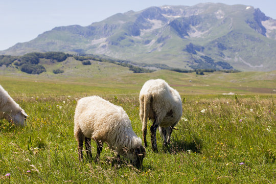  Sheep Grazing on Green Pasture