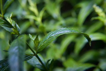 Micro close up photo of green pepper mint leaves on a bush background.