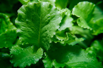 Close up photo of a green salad leaves.