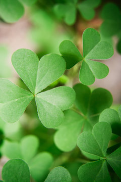 Photo of a green oxalis plant leafs. 