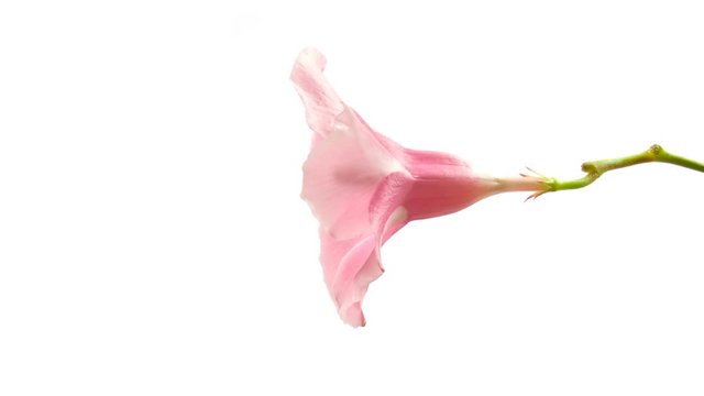 Beautiful time lapse of a flower opening up.