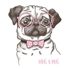 Vector illustration of a hand drawn funny fashionable pug