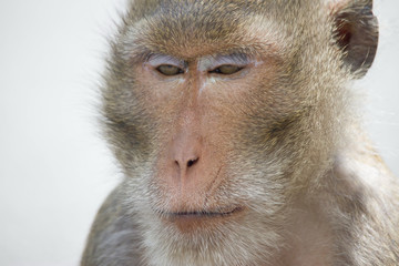 サルのポートレート
