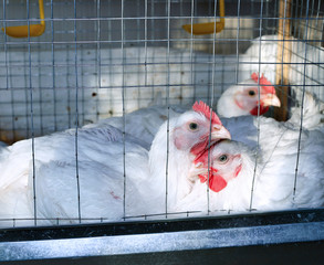 Few chickens eating combined feed in the cage © kingan