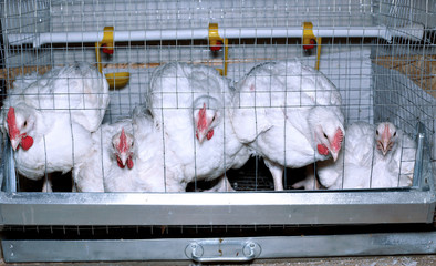 Few chickens eating combined feed in the cage © kingan