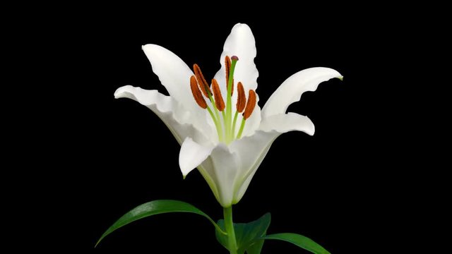 Beautiful time lapse of a lily opening up.
