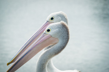 Australian pelican pair together facing same direction.