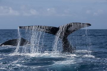 Fototapeta premium Humpback Whale and Water Flowing Off Large Tail