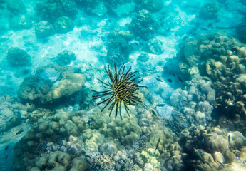 Naklejka na ściany i meble Anemone coral reef yellow black underwater beautiful