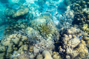 Naklejka na ściany i meble Anemone coral reef yellow black underwater beautiful