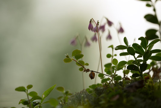 Blooming twinflowers, Linnaea borealis