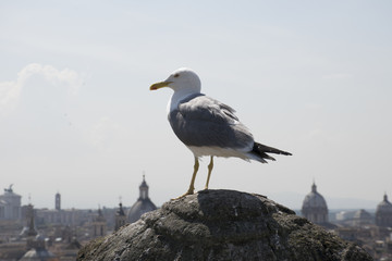 Seagull looking Roma 