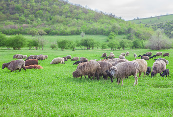 alpine pasture