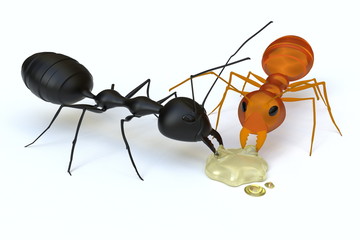 A black ant and an orange ant are sharing the syrup.