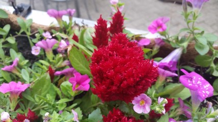 Close Up of Flowering Plants

2tpm.net
nature
pink
