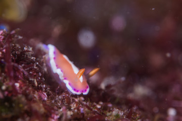 NUDIBRANCHIA