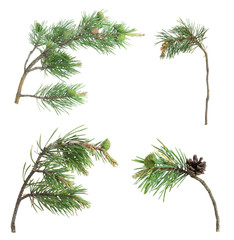 Collection of pine twigs isolated on white background