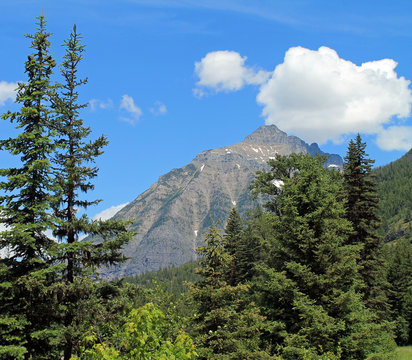 Evergreen Trees and Mountain Under a Blue Sky