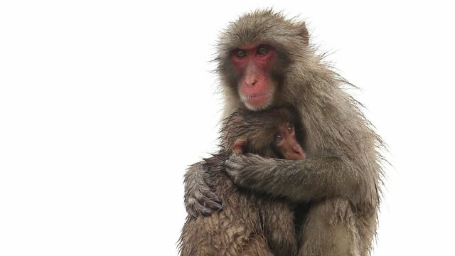 Japanese Macaque (Snow Monkey). Shot near Kyoto Japan.