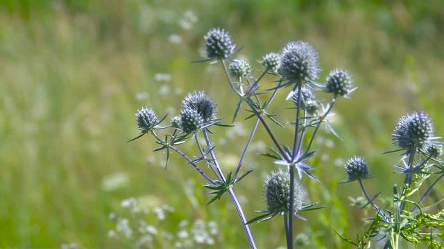 Bur in a Field Sways in the Wind. Burdock Plant