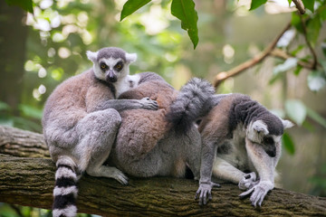 Ring-tailed lemurs (Lemur catta) sitting on the tree branch