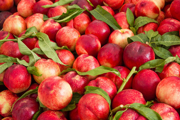 fruit background, nectarines / peaches fruity