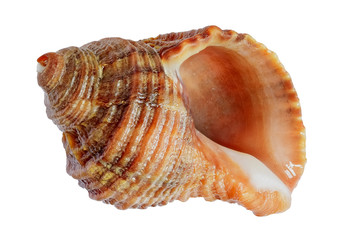 shell