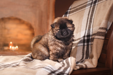 dog breed chow chow puppy