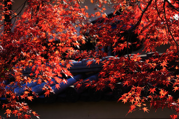 Naklejka na ściany i meble 京都の紅葉
