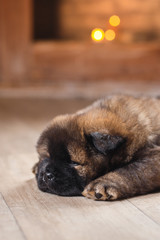 dog breed chow chow puppy