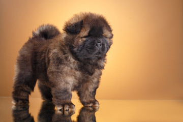 dog breed chow chow puppy