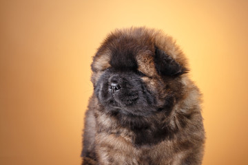 Obraz premium dog breed chow chow puppy