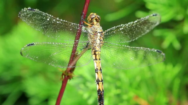 Macro shoot of a dragonfly covered in morning dew drops.