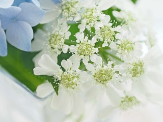 オルレイヤ・グランディフローラ