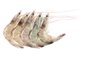 five river prawns isolated on white