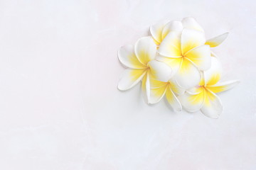 Fototapeta na wymiar Blooming white Plumeria or Frangipani flowers on white floor bac