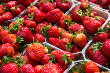 strawberries in boxes - strawberry fruits in box