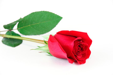 Fototapeta premium single rose laying on white background