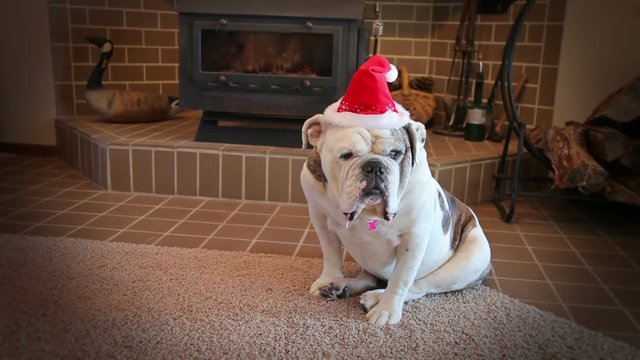 Olde English Bulldogge ready to celebrate Christmas.