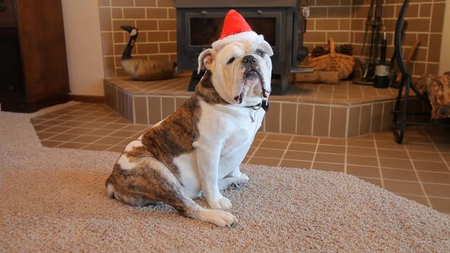 Olde English Bulldogge ready to celebrate Christmas.
