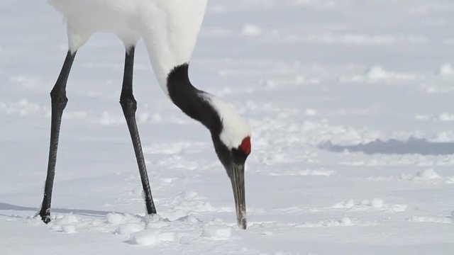 Japanese Cranes shot in Hokkaido Japan.