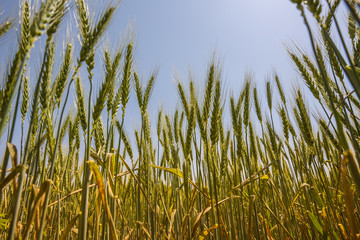 Barley Field