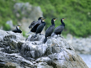 Colony of big black cormorants sitting on rock