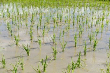 Planting rice field