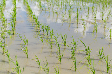 Planting rice meadow