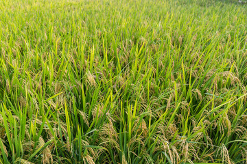 Paddy Rice field