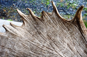 Moose antlers
